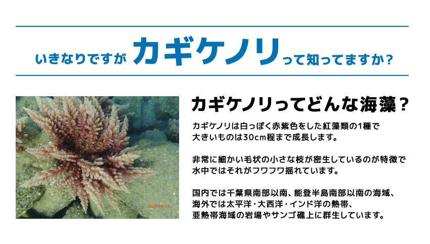 いきなりですがカギケノリって知ってますか？ カギケノリってどんな海藻？ カギケノリは白っぽく赤紫色をした紅藻類の1種で大きいものは30cm程まで成長します。非常に細かい毛状の小さな枝が密生しているのが特徴で水中ではそれがフワフワ揺れています。国内では千葉県南部以南、能登半島南部以南の海域、海外では太平洋・大西洋・インド洋の熱帯、亜熱帯海域の岩場やサンゴ礁上に群生しています。