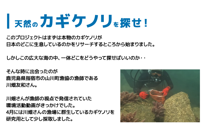 天然のカギケノリを探せ！このプロジェクトはまずは本物のカギケノリが日本のどこに生息しているのかをリサーチするところから始まりました。しかしこの広大な海の中、一体どこをどうやって探せばいいのか・・そんな時に出会ったのが鹿児島県指宿市の山川町漁協の漁師である川畑友和さん。川畑さんが漁師の視点で発信されていた環境活動動画がきっかけでした。4月には川畑さんの漁場に群生しているカギケノリを研究用として少し採取しました。