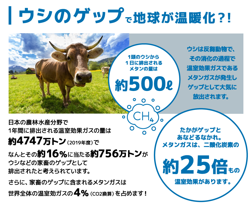 ウシのゲップで地球が温暖化？！ウシは反芻動物で、その消化の過程で温室効果ガスであるメタンガスが発生しゲップとして大気に放出されます。1頭のウシから１日に排出されるメタンの量は約500ℓ日本の農林水産分野で1年間に排出される温室効果ガスの量は約4747万トン（2019年度）でなんとその約16％に当たる約756万トンがウシなどの家畜のゲップとして排出されたと考えられています。さらに、家畜のゲップに含まれるメタンガスは世界全体の温室効ガスの4％（CO2換算）を占めます︕たかがゲップとあなどるなかれ。メタンガスは、二酸化炭素の約25倍もの温室効果があります。