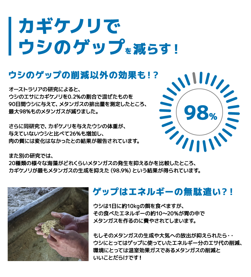 カギケノリでウシのゲップを減らす！ウシのゲップの削減以外の効果も!?オーストラリアの研究によると、ウシのエサにカギケノリを0.2%の割合で混ぜたものを90日間ウシに与えて、メタンガスの排出量を測定したところ、最大98%ものメタンガスが減りました。さらに同研究で、カギケノリを与えたウシの体重が、与えていないウシと比べて26％も増加し、肉の質には変化はなかったとの結果が報告されています。また別の研究では、20種類の様々な海藻がどれくらいメタンガスの発生を抑えるかを比較したところ、カギケノリが最もメタンガスの生成を抑えた（98.9%）という結果が得られています。ゲップはエネルギーの無駄遣い?!ウシは1日に約10kgの餌を食べますが、その食べたエネルギーの約10～20％が胃の中でメタンガスを作るのに費やされてしまいます。もしそのメタンガスの生成や大気への放出が抑えられたら・・ウシにとってはゲップに使っていたエネルギー分のエサ代の削減、環境にとっては温室効果ガスであるメタンガスの削減といいことだらけです！