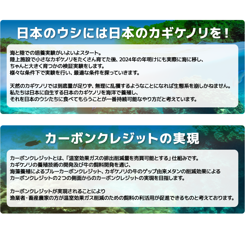 日本のウシには日本のカギケノリを！海と陸での培養実験がいよいよスタート。陸上施設で小さなカギケノリをたくさん育てた後、2024年の年明けにも実際に海に移し、ちゃんと大きく育つかの検証実験をします。様々な条件下で実験を行い、最適な条件を探っていきます。天然のカギケノリでは到底量が足りず、無理に乱獲するようなことになれば生態系を崩しかねません。私たちは日本に自生する日本のカギケノリを海洋で養殖し、それを日本のウシたちに食べてもらうことが一番持続可能なやり方だと考えています。 カーボンクレジットの実現カーボンクレジットとは、「温室効果ガスの排出削減量を売買可能とする」仕組みです。カギケノリの養殖技術の開発及び牛の飼料開発を通じ、海藻養殖によるブルーカーボンクレジット、カギケノリの牛のゲップ由来メタンの削減効果によるカーボンクレジットの２つの側面からのカーボンクレジットの実現を目指します。カーボンクレジットが実現されることにより漁業者・畜産農家の方が温室効果ガス削減のための飼料の利活用が促進できるものと考えております。